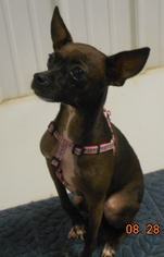 Medium Photo #1 Chihuahua Puppy For Sale in Danbury, CT, USA
