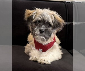 Shih Tzu-Unknown Mix Dogs for adoption in Mundelein, IL, USA