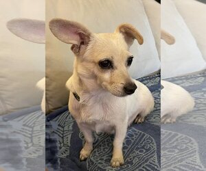 Chihuahua-Unknown Mix Dogs for adoption in Richardson, TX, USA