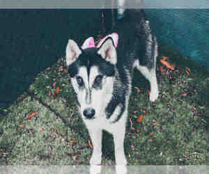 Medium Photo #3 Siberian Husky Puppy For Sale in Fremont, CA, USA