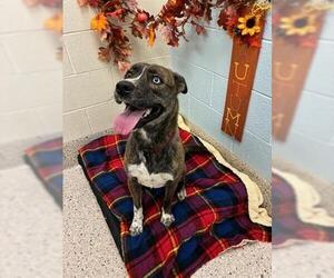 American Pit Bull Terrier-Unknown Mix Dogs for adoption in Brighton, CO, USA