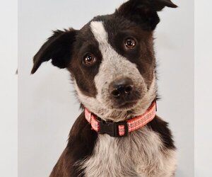 Border-Aussie Dogs for adoption in Sheridan, CO, USA