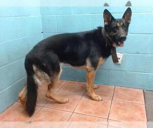 German Shepherd Dog Dogs for adoption in Downey, CA, USA