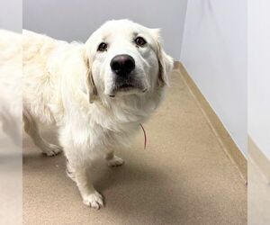 Great Pyrenees Dogs for adoption in Aurora, CO, USA