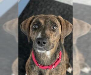 Plott Hound-Unknown Mix Dogs for adoption in Fredericksburg, VA, USA