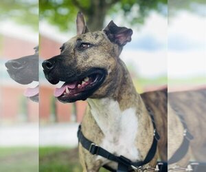 American Pit Bull Terrier-Unknown Mix Dogs for adoption in Social Circle, GA, USA