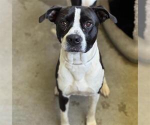 American Pit Bull Terrier-Unknown Mix Dogs for adoption in Conroe, TX, USA