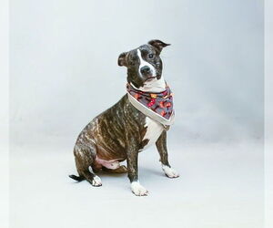 American Pit Bull Terrier-Unknown Mix Dogs for adoption in Sanford, FL, USA