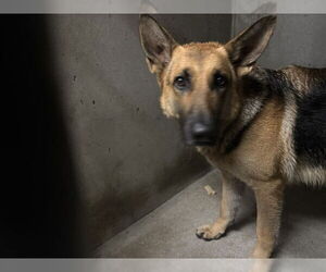 German Shepherd Dog Dogs for adoption in San Bernardino, CA, USA
