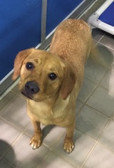 Medium Photo #1 Labrador Retriever Puppy For Sale in Bryan, TX, USA
