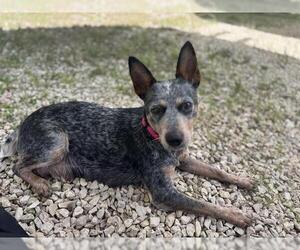 Mutt Dogs for adoption in San Antonio, TX, USA