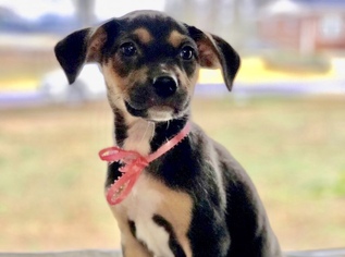 Medium Photo #1 Mutt Puppy For Sale in Brownsboro, AL, USA