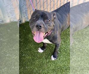 American Pit Bull Terrier Dogs for adoption in Fayetteville, NC, USA