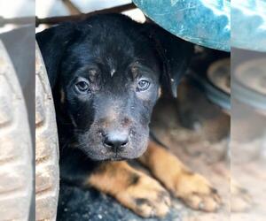 Shepweiller Dogs for adoption in Griffin, GA, USA