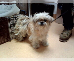 Mutt Dogs for adoption in Martinez, CA, USA