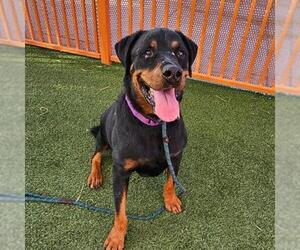 Rottweiler-Unknown Mix Dogs for adoption in Las Vegas, NV, USA