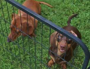 Dachshund Dogs for adoption in byhalia, MS, USA
