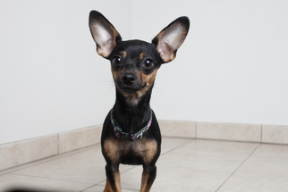 Miniature Pinscher Dogs for adoption in Eden Prairie, MN, USA