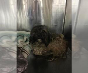 Lhasa Apso Dogs for adoption in Norfolk, VA, USA