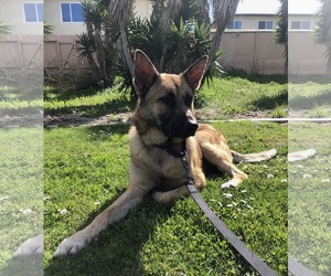 Medium Photo #1 German Shepherd Dog-Unknown Mix Puppy For Sale in La Mesa, CA, USA