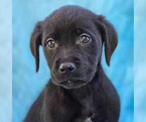Labrador Retriever-Unknown Mix Dogs for adoption in San Diego, CA, USA