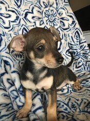 Chiweenie Dogs for adoption in Redding, CA, USA