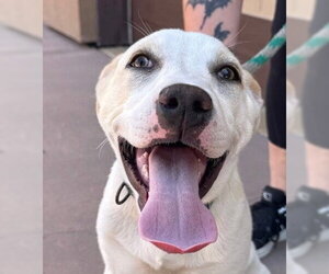 Beagle-Unknown Mix Dogs for adoption in Lake Forest, CA, USA