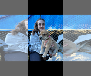 Mutt Dogs for adoption in New Orleans, LA, USA