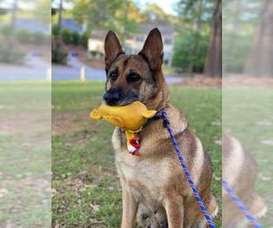 German Shepherd Dog Dogs for adoption in Fayetteville, GA, USA