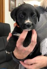 Collie-German Shepherd Dog Mix Dogs for adoption in Hugo, MN, USA
