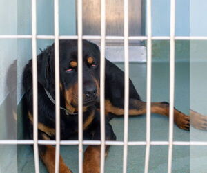 Medium Photo #1 Rottweiler Puppy For Sale in Pasadena, CA, USA