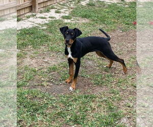 Doberman Pinscher-Unknown Mix Dogs for adoption in Brewster, NY, USA