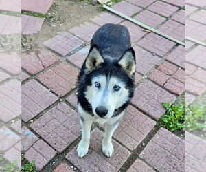 Siberian Husky Dogs for adoption in Cedar Crest, NM, USA