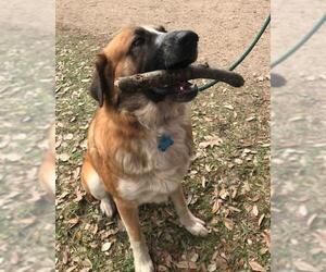 Anatolian Shepherd-German Shepherd Dog Mix Dogs for adoption in Houston, TX, USA