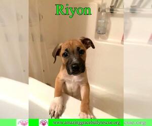 American Staffordshire Terrier-Black Mouth Cur Mix Dogs for adoption in Pensacola, FL, USA