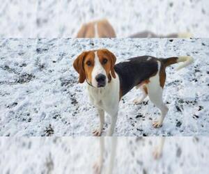 Treeing Walker Coonhound Dogs for adoption in Shaftsbury, VT, USA