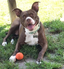 American Boston Bull Terrier Dogs for adoption in Lockport, NY, USA