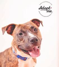 American Pit Bull Terrier-Unknown Mix Dogs for adoption in Clay, NY, USA