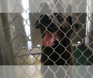 Shepradors Dogs for adoption in Redlands, CA, USA
