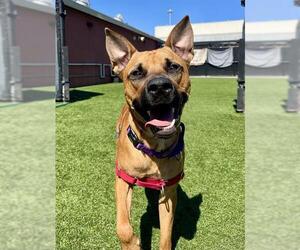 Black Mouth Cur-German Shepherd Dog Mix Dogs for adoption in San Francisco, CA, USA