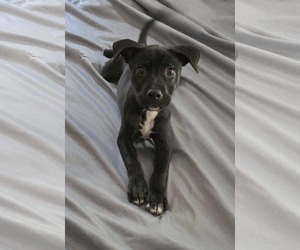 Mutt Dogs for adoption in Rustburg, VA, USA