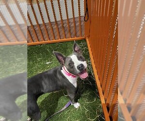 Staffordshire Bull Terrier-Unknown Mix Dogs for adoption in Las Vegas, NV, USA