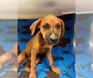 German Shepherd Dog-Unknown Mix Dogs for adoption in HESPERIA, CA, USA