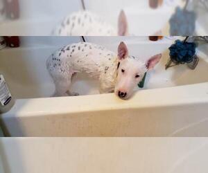 Bull Terrier Dogs for adoption in Minneapolis, MN, USA