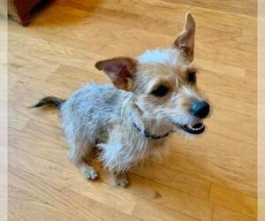 Cairn Terrier-Unknown Mix Dogs for adoption in Wylie, TX, USA