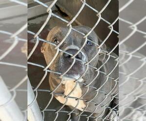 American Pit Bull Terrier-Unknown Mix Dogs for adoption in Redlands, CA, USA