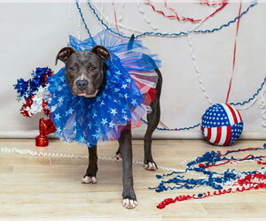 American Pit Bull Terrier Dogs for adoption in Sanford, FL, USA