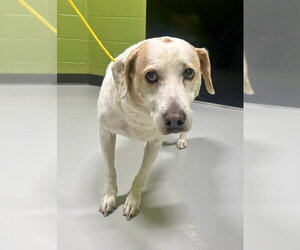 Labrador Retriever-Unknown Mix Dogs for adoption in Temple, TX, USA