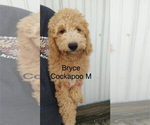 Cock-A-Poo Dogs for adoption in Studio City, CA, USA