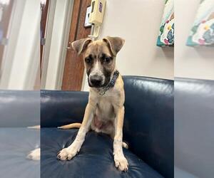 Black Mouth Cur-Unknown Mix Dogs for adoption in Oklahoma City, OK, USA